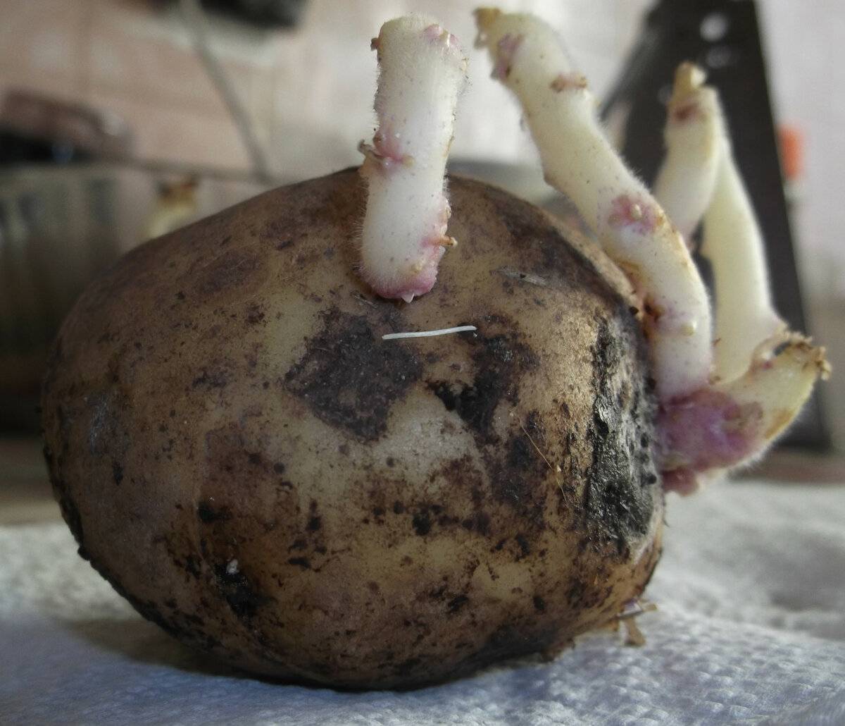 Можно ли есть картошку если она проросла. Проросшая картошка. Проросшая картошка большая. Проросшая картошка снится. Картошка в темноте.