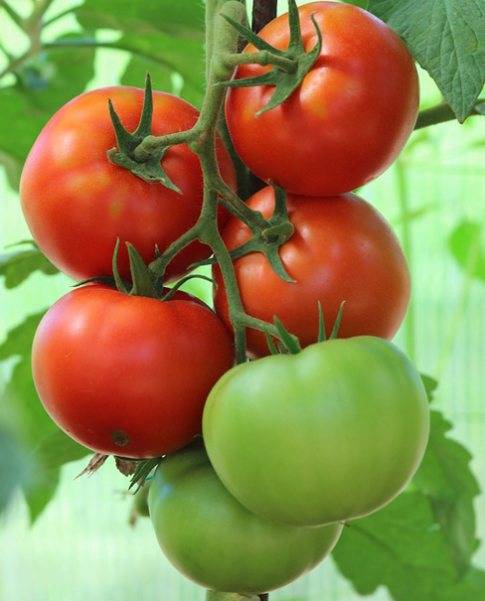 Сорт томат «розовая катя f1»: описание, отзывы, фото, урожайность – все о томатах. выращивание томатов. сорта и рассада.