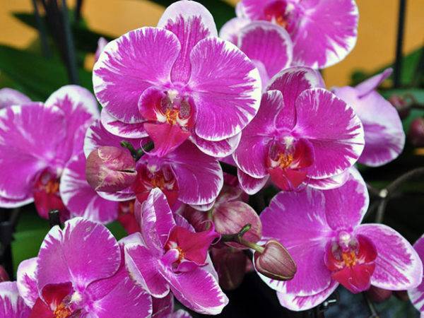 Сколько цветет орхидея фаленопсис в домашних условиях: много ли раз в году, как часто, какое время длится этот период, как быть, когда бутонов нет очень долго? русский фермер