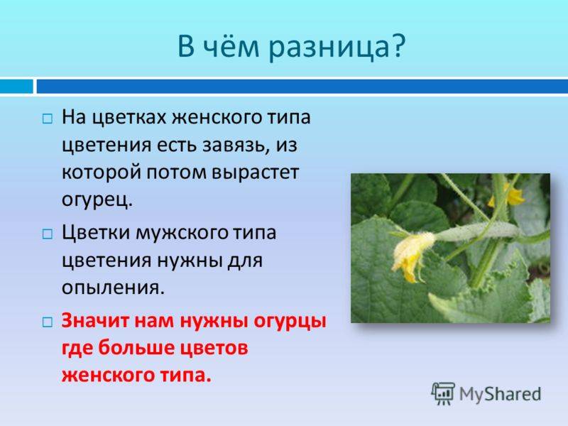 Таблицы характеристик сортов огурцов. по способу выращивания, срокам созревания, типу роста, использованию, урожайности — ботаничка.ru