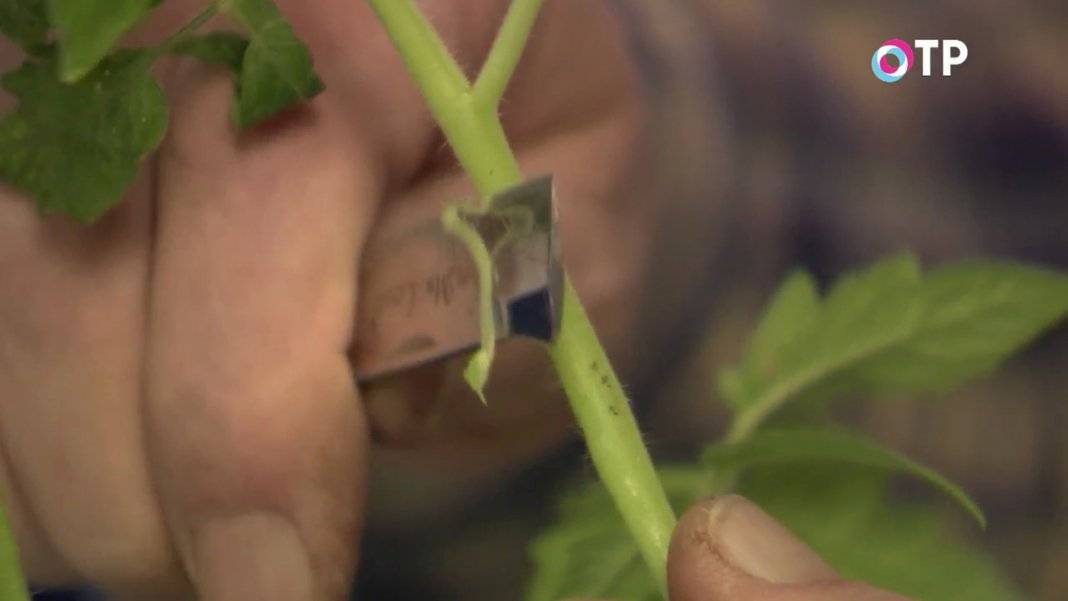 Прививка томатов на два корня сращиванием — аблактировка. видео