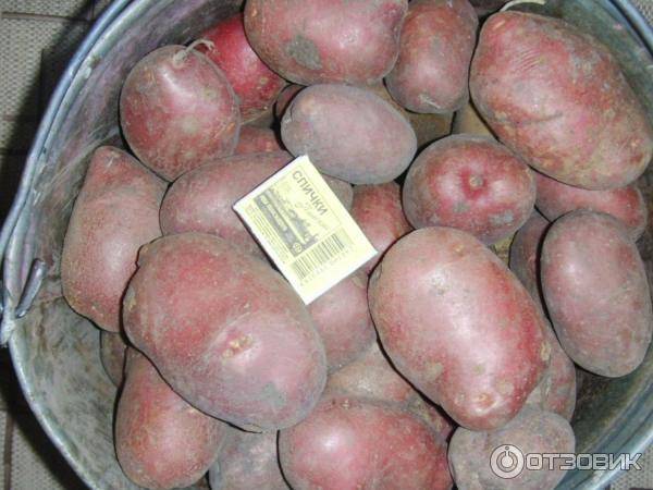 Картошка рокко: описание сорта, фото и отзывы