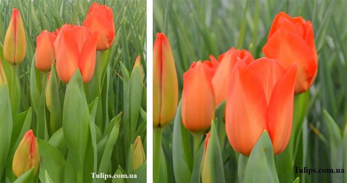 Тюльпан лалибела: посадка и уход за ярким цветком