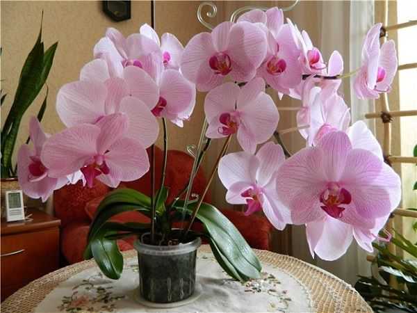 Через сколько времени зацветает орхидея после цветения, сколько ждать пока она отдыхает и когда снова порадует цветами