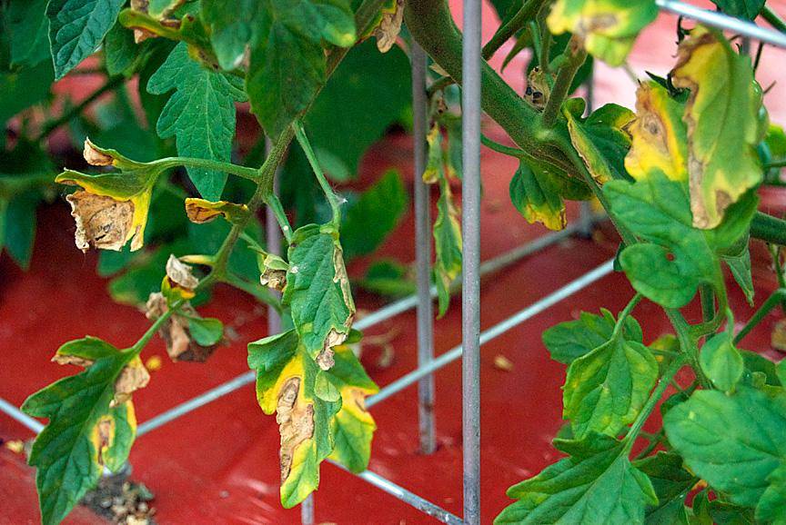 Почему желтеют листья у помидор в теплице и открытом грунте? – дачные дела