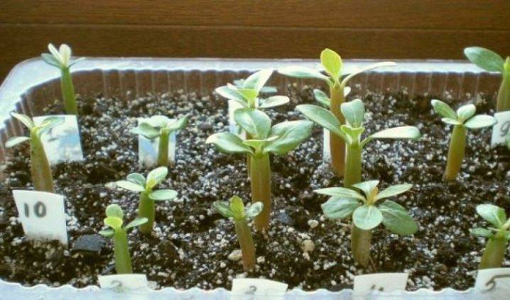 Как вырастить адениум дома из семян: выбор грунта, горшка, как поливать, уход