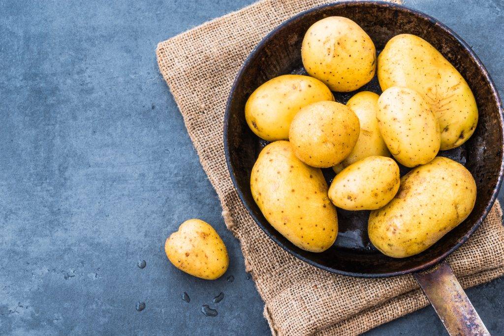 Картофель зекура: описание сорта, отзывы