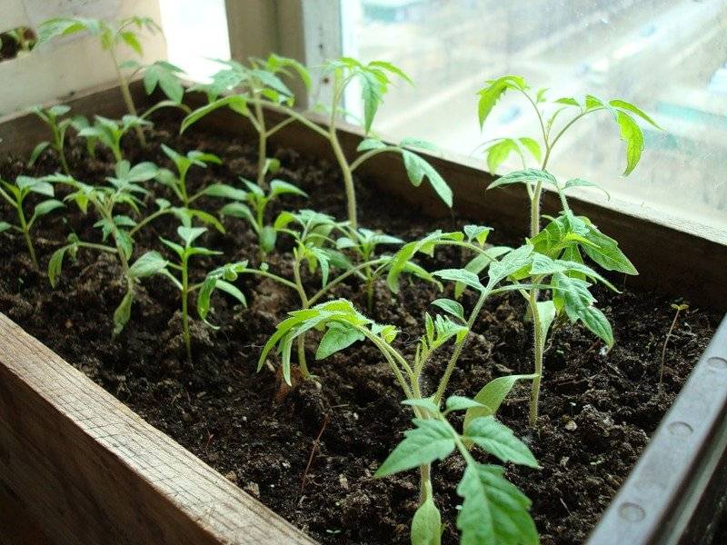 Как ухаживать за рассадой помидоров для лучшего урожая