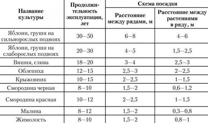 Как правильно садить капусту рассадой