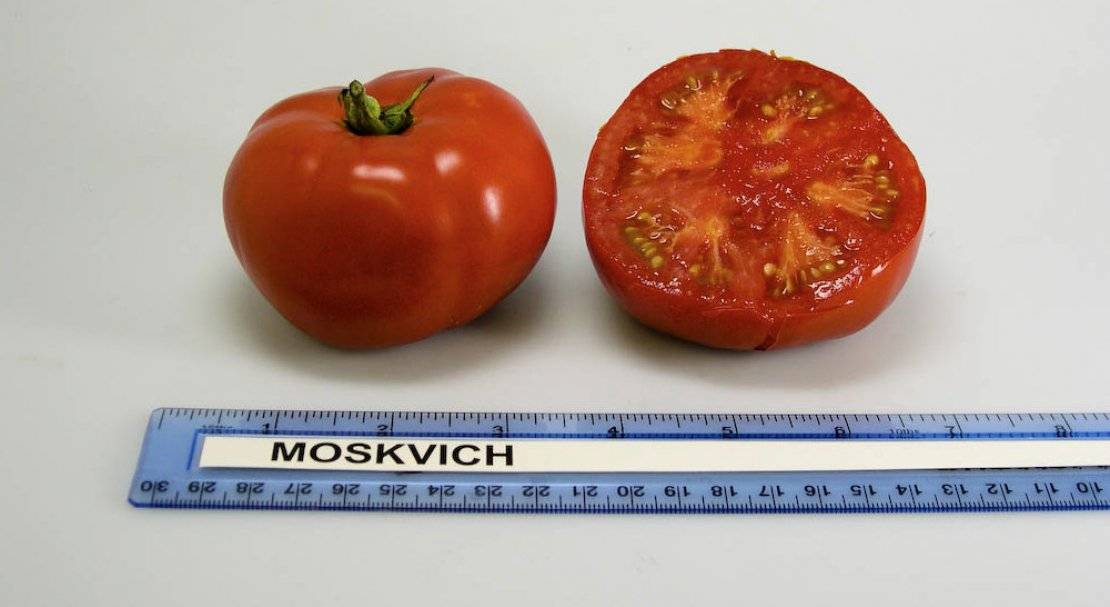Особенности сорта томатов «москвич»: описание сорта и характеристика