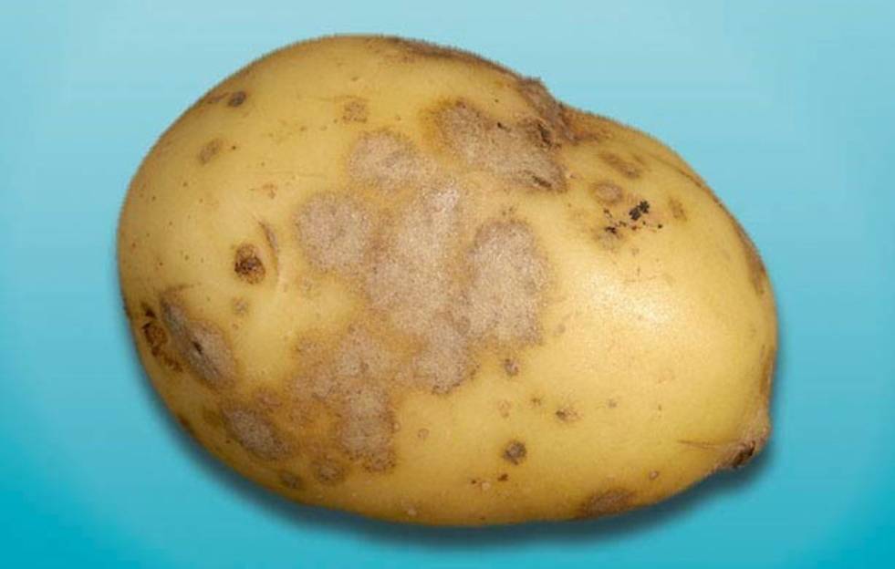 Почему картофель сладкий после подмораживания. Порошистая парша картофеля. Серебристая парша картофеля. Бугорчатая парша картофеля.