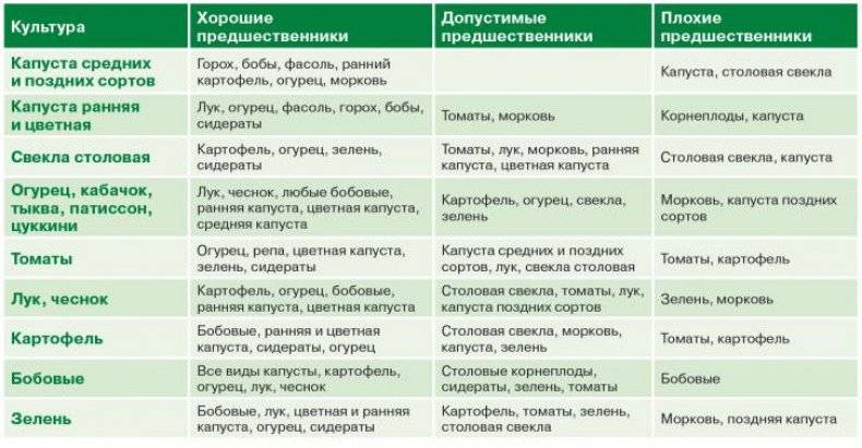 Сидераты под огурцы осенью: какие сидераты лучше всего сеять до и после огурцов в теплице и открытом грунте