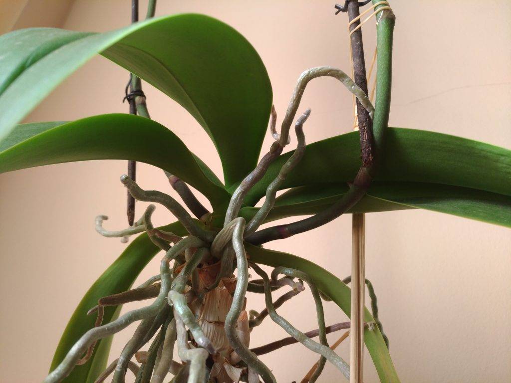 Как реанимировать засохшую орхидею: почему засыхает и что делать, если начали сохнуть стебли и корни, как оживить все засохшие листья и профилактика