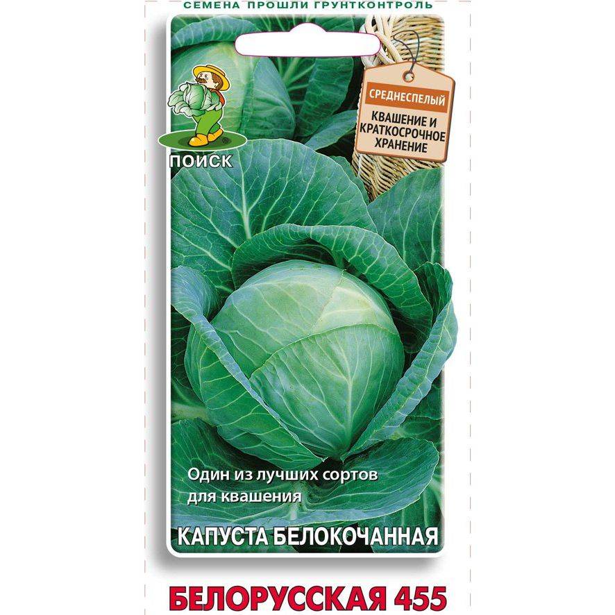 Капуста белорусская: фото, описание сорта, выращивание, отзывы