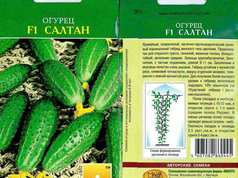 Самые урожайные сорта огурцов для открытого грунта: обзор лучших культур