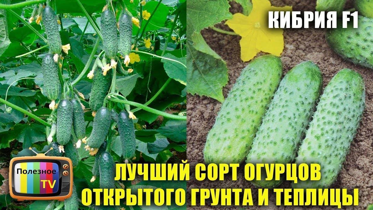 Огурец кибрия f1: характеристика и описание сорта, фото, отзывы – zelenj.ru – все про садоводство, земледелие, фермерство и птицеводство