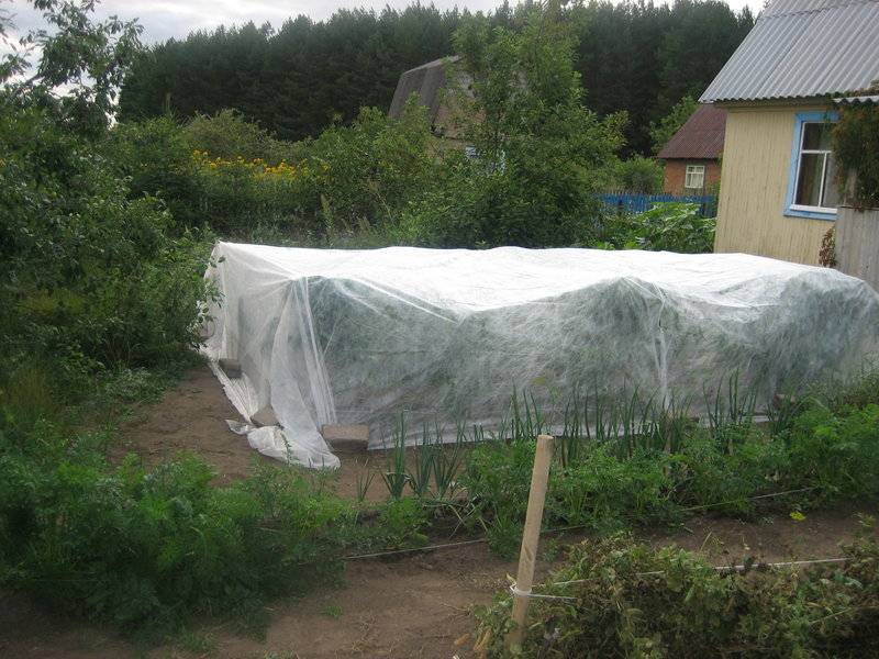 Как выращивать помидоры под укрывным материалом - дневник садовода parnikisemena.ru