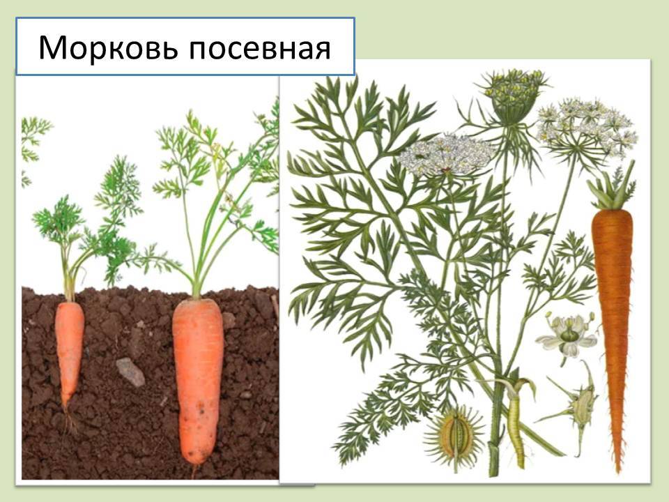 Морковь группа растений. Морковь посевная стебель. Цветет моркови ботва моркови. Морковь посевная корнеплоды. Морковь посевная соцветие.