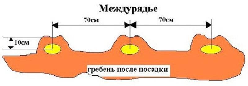 Схема посадки картошки расстояния