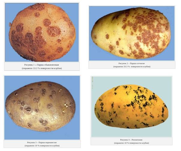 Болезни клубней картофеля фото и описание: защита, лечение и профилактика