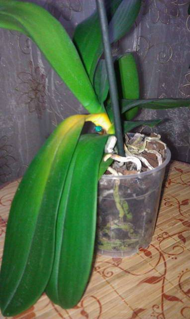 Что делать, если у орхидеи желтеют листья: как спасти растение, фото и видео от специалистов