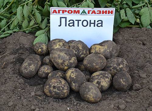 Картофель латона – описание сорта, фото, отзывы