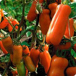 Сорт помидор жигало: характеристика и особенности выращивания
