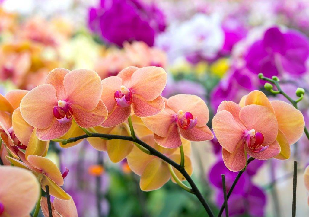 Трипсы на орхидеях: как с ними бороться?