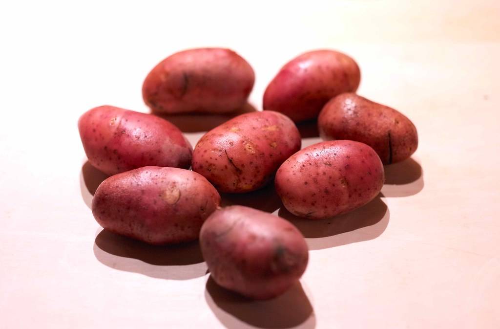 Крепыш картофель характеристика отзывы. Семенной картофель ред Скарлет. Картофель семенной ред фэнтези. Сорт картофеля ред Скарлет.