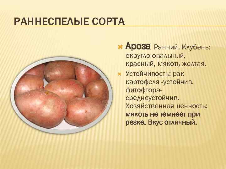 Описание сорта картофеля ароза с фото, а также инструкция по выращиванию и советы по уходу