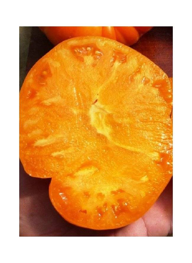 Сорт оранжевый слон. Томат оранжевый слон. Золотой апельсин томат. Желто-оранжевый плоскоокруглый томат сорт. Томат желтый апельсин.