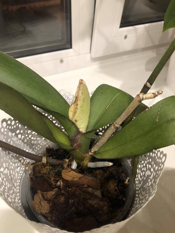 Липкие капли на листьях и других частях орхидеи – почему такое случается и как решить проблему?