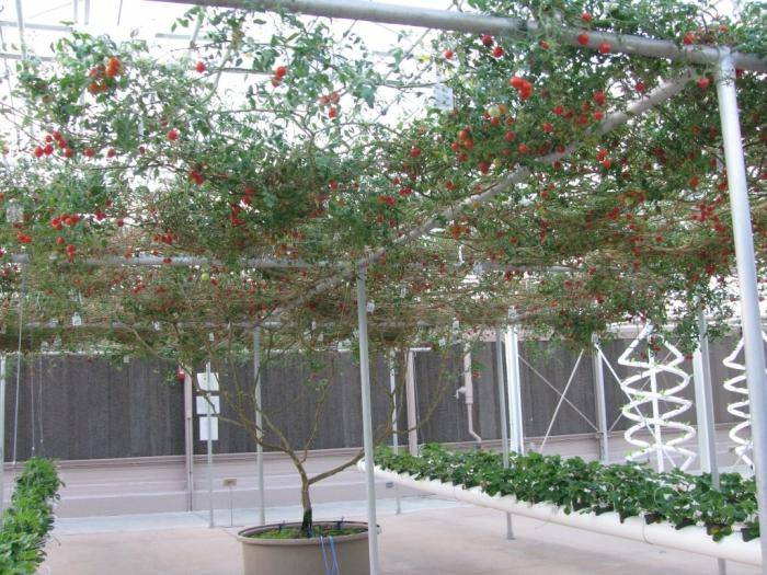 помидорное дерево: выращивание из семян в теплице