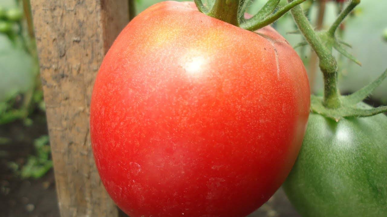 Сорт томатов «сахарная настасья»: отзывы, фото, урожайность – все о томатах. выращивание томатов. сорта и рассада.
