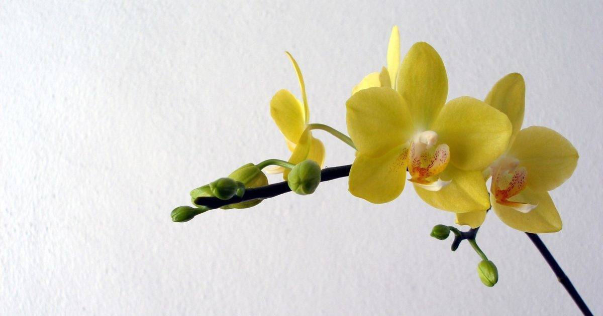 Желтая орхидея фаленопсис: фото сортов растения, особенности ухода и пересадки русский фермер