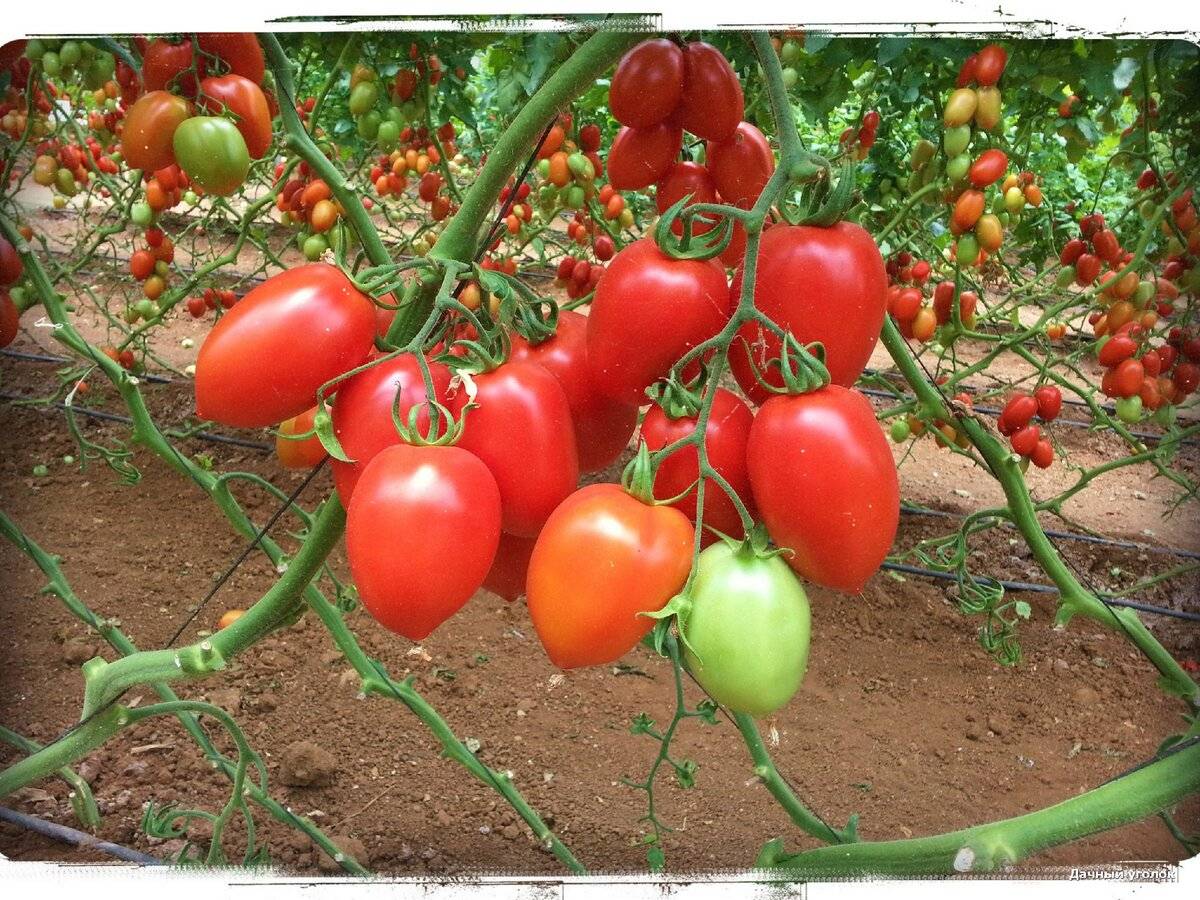 томаты фото урожайные сорта