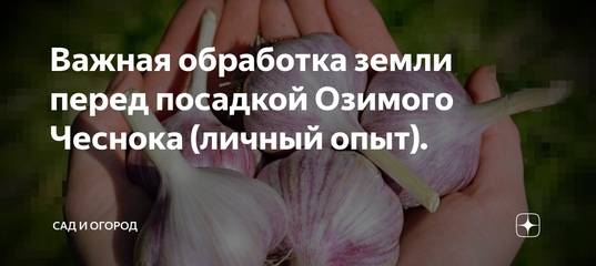 Обработка чеснока перед посадкой под зиму: замачивание чеснока и обработка почвы