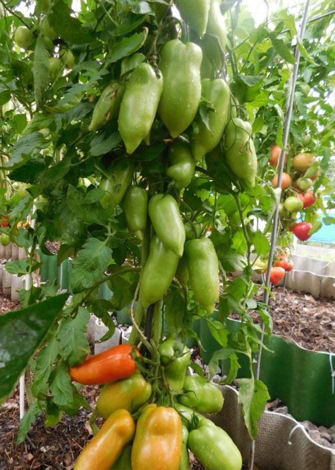 Описание сорта томата карнабель — как поднять урожайность