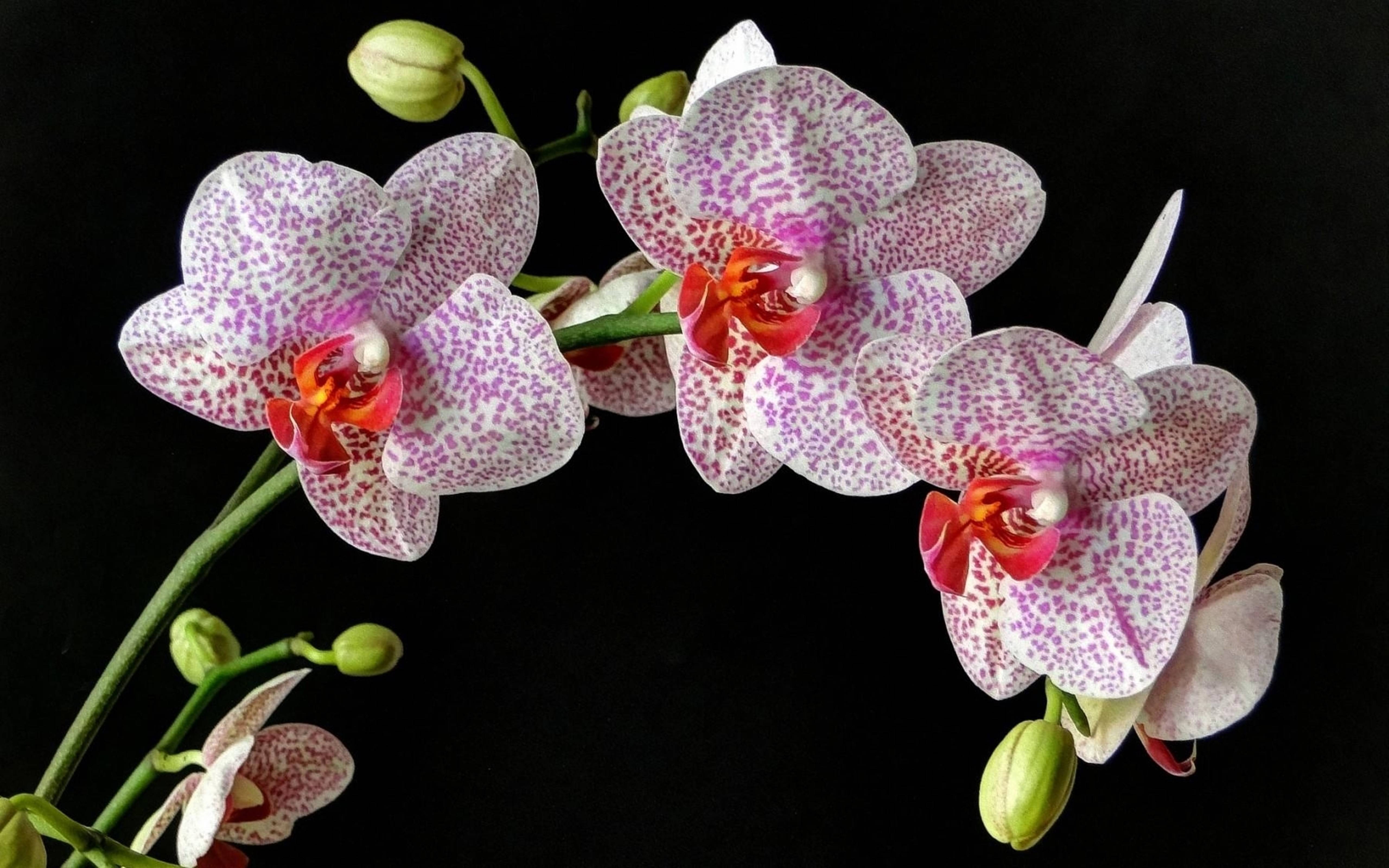 Варианты как правильно и какими средствами можно подкармливать орхидеи