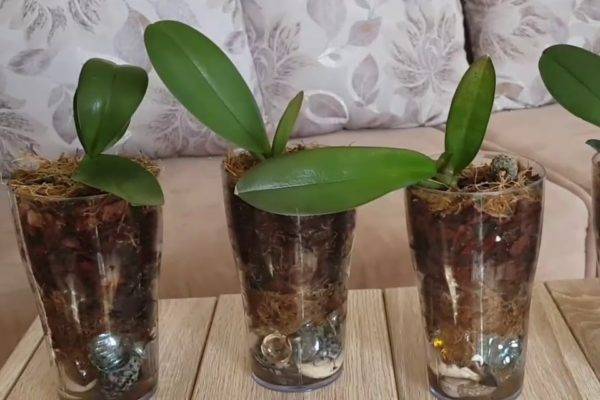 Хороший грунт для орхидей своими руками: правильный состав и приготовление