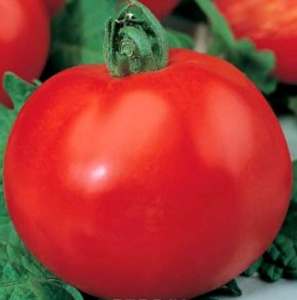 Характеристика и описание сорта помидоров полбиг