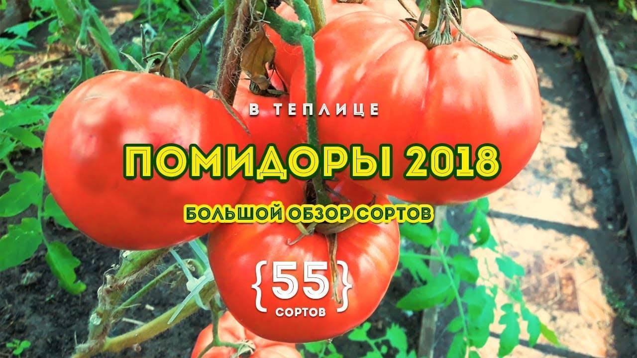 Лучшие сорта помидор на 2020год: отзывы, фото
