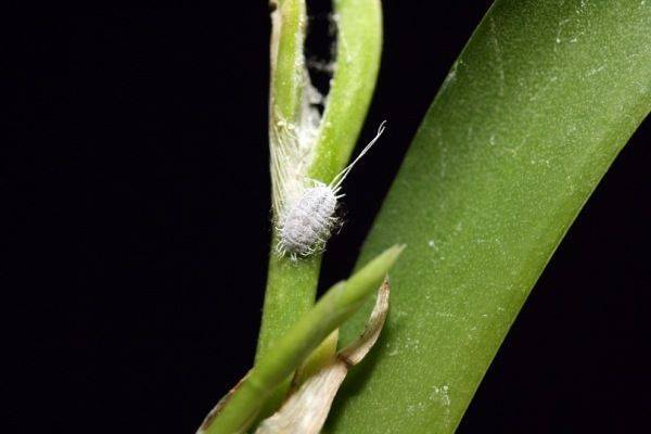 Щитовка на орхидее – как выглядит и как избавиться