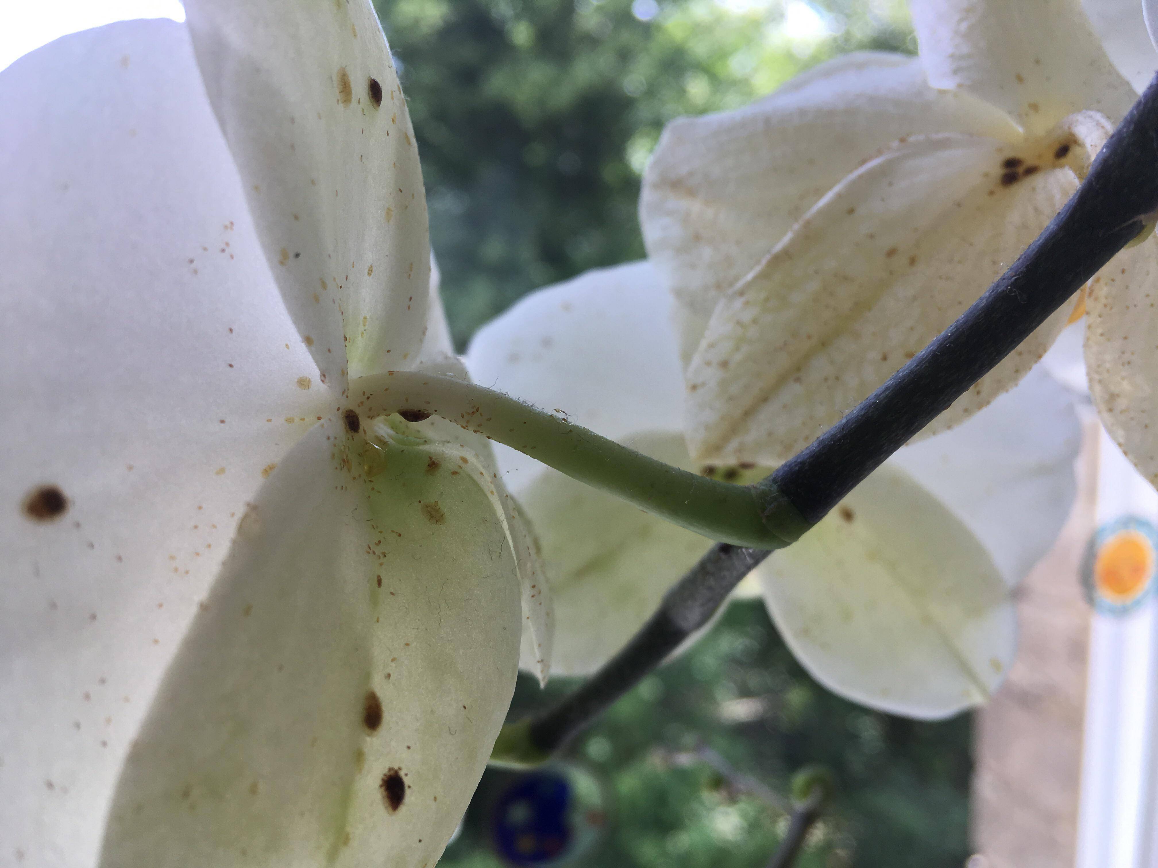 Как бороться со щитовкой на орхидее: самые действенные способы для лечения цветка