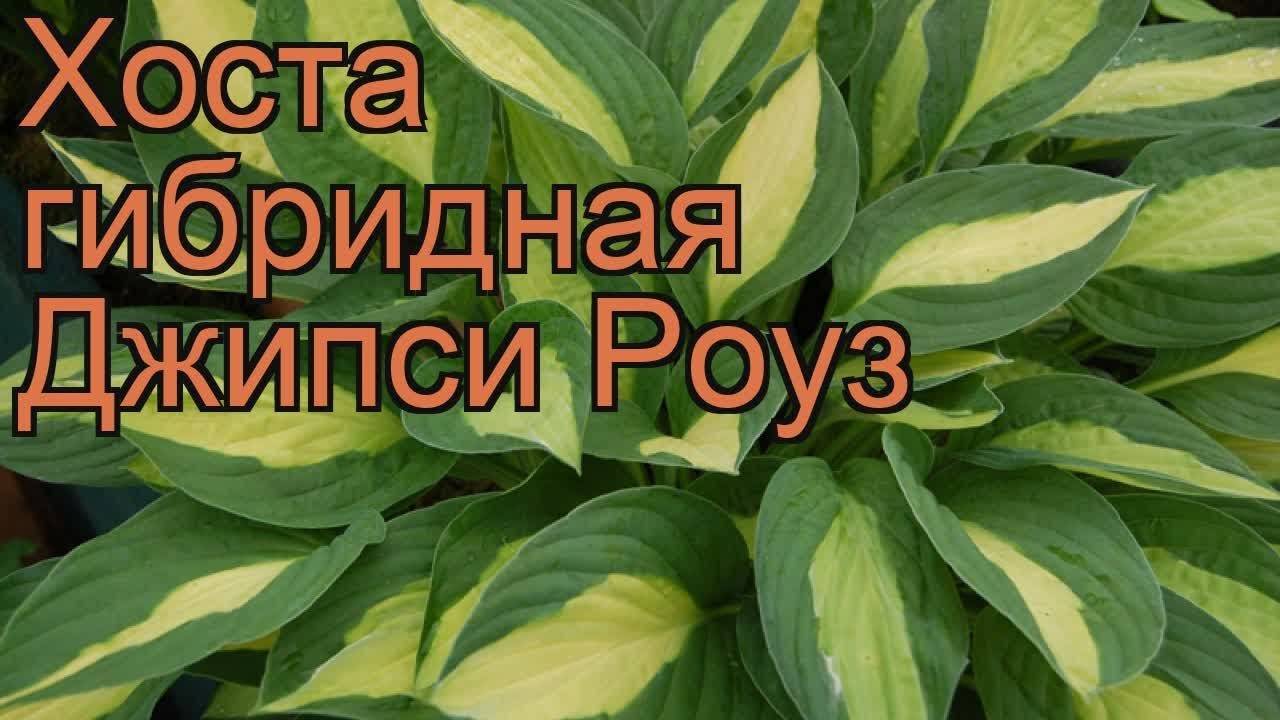 Хоста революшен фото и описание. Хоста Токудама Флавоцирциналис. Хоста Роуз. Хоста Джипси Роуз. Хоста гибридная 'Tokudama Flavocircinalis'.