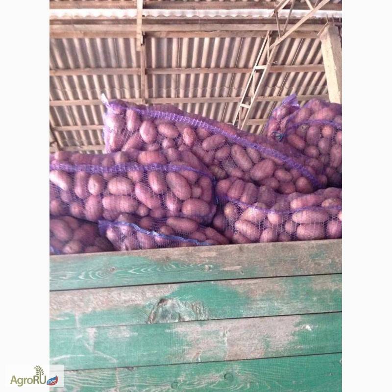 Описание сорта картофеля лабелла
