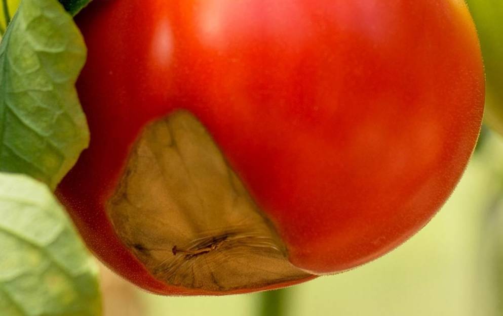 Вершинная гниль на помидорах как бороться причина появления видео