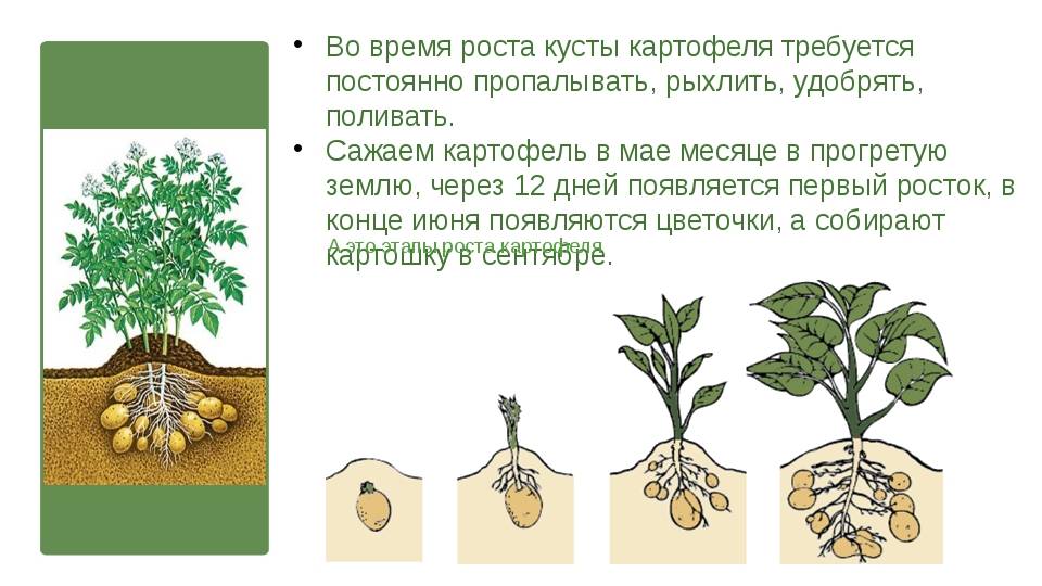 Сколько растет картофель. Этапы роста картофеля. Фазы развития картофеля. Этапы прорастания картофеля. Фазы созревания картофеля.