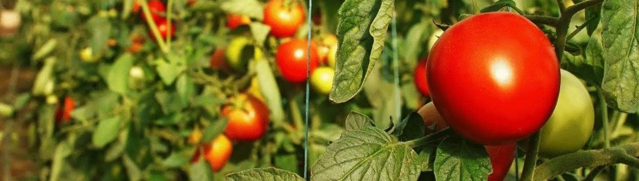Применение трихопола для помидоров