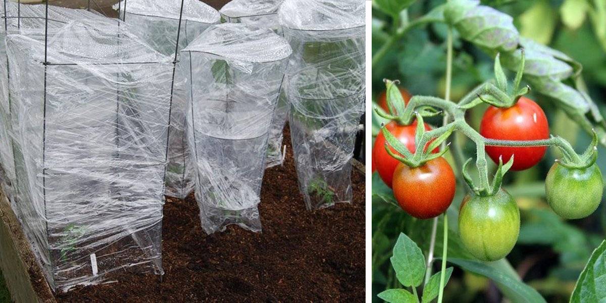 Когда можно снимать укрывной материал с помидоров. как спасти помидоры от заморозков в теплице. когда начинать сажать томат под укрытие